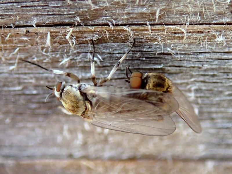 Simulidae in accoppiamento